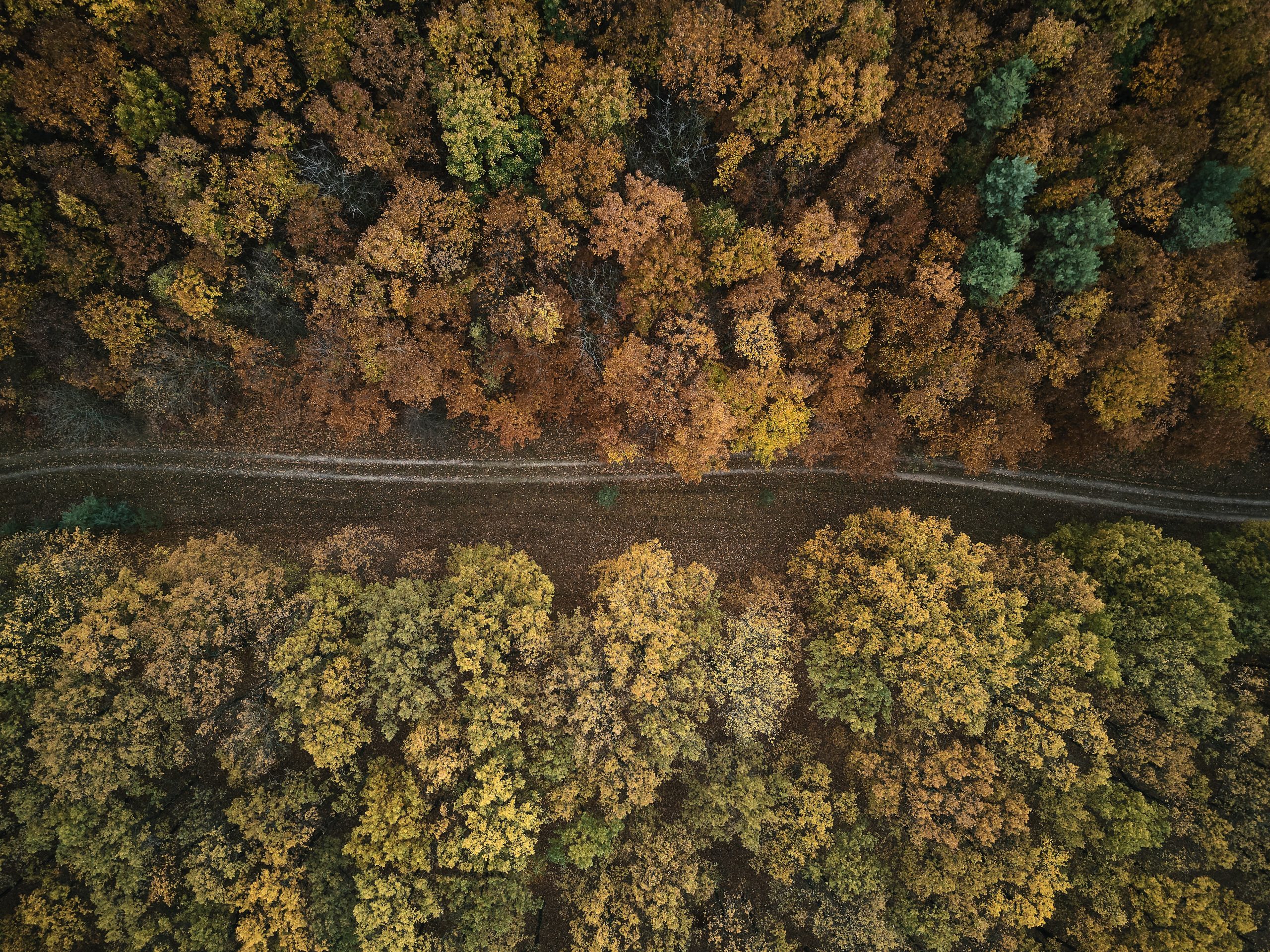 A line of trees in Autumn in Ukraine